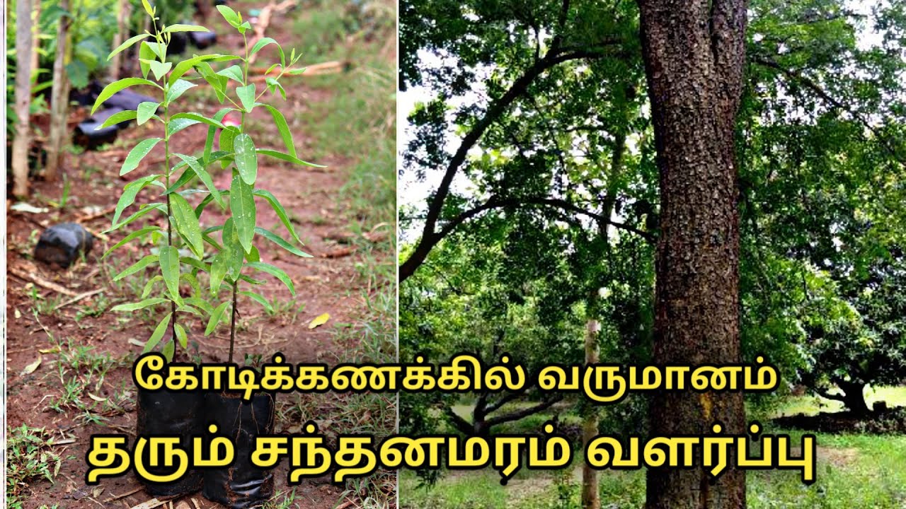சந்தன மரங்கள் வளர்க்கும் முறைகள் || sandal wood tree cultivation in tamil || Uzhavan magan