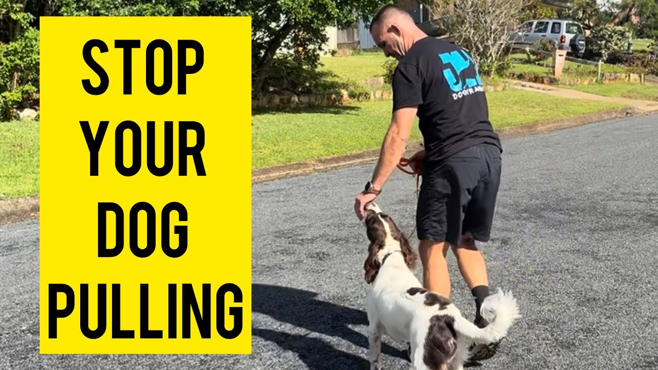 Do Dog Head Harnesses Actually Work?