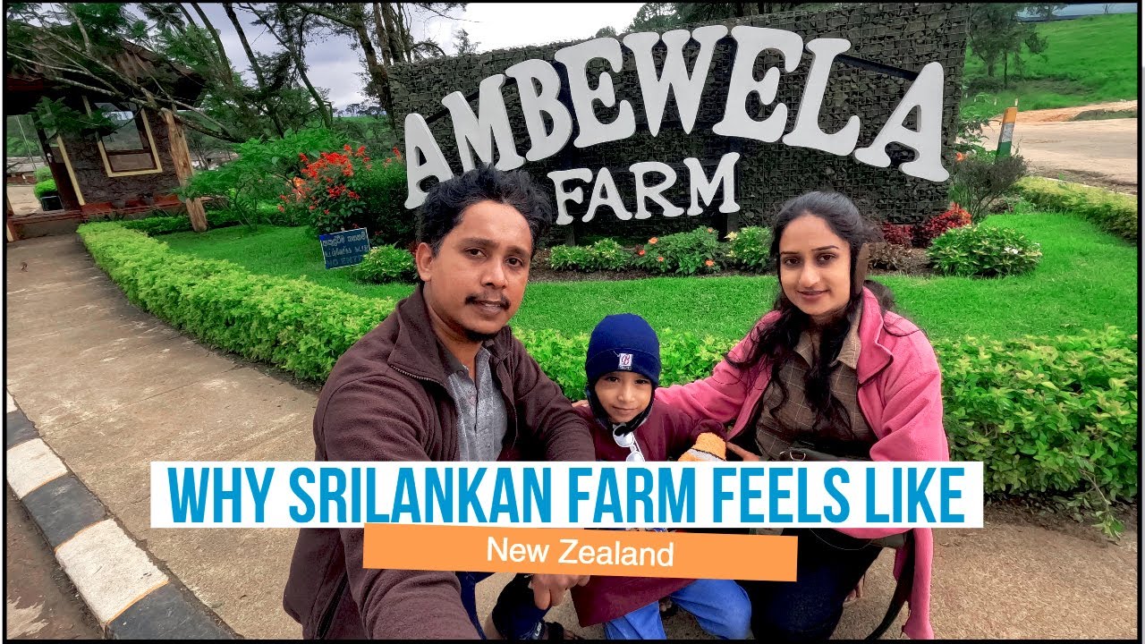 අඹේවෙල ෆාම් එකේ අපූරු දේවල් බලන්න එන්න! | Ambewela New Zealand farm