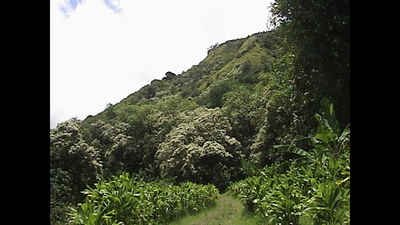 Shleeve - 