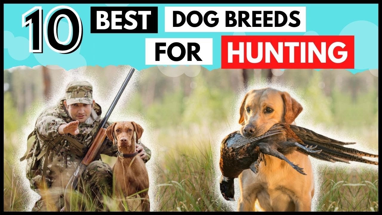 Top 10 HUNTING  🐕‍🦺  🏹  Dog Breeds of all time.