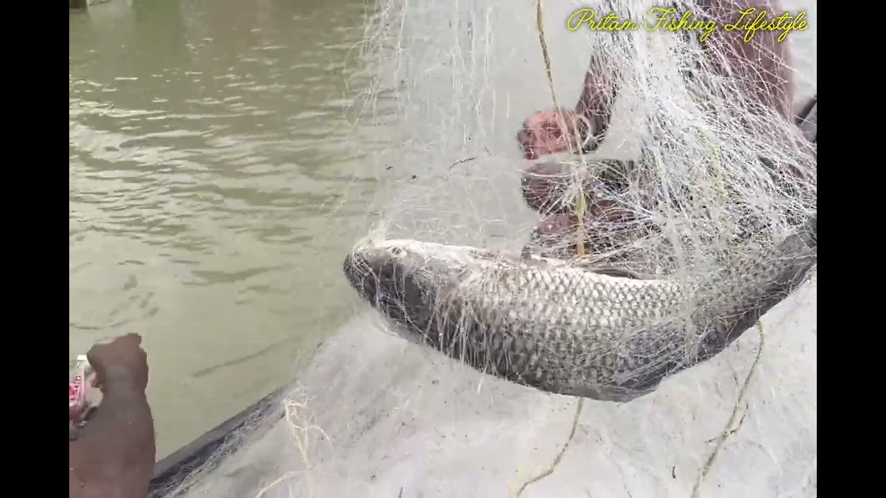 Ganga Fishing || Rui Mach Fishing || Kalbos Mach Fishing || Tangra Mach Fishing || #fishing #vairal 