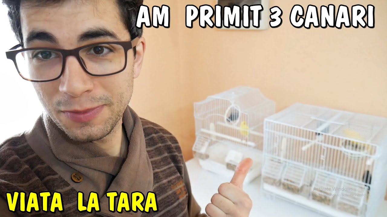 Viața la țară - Am primit 3 canari + 3 femele de Voiajor #viațalațară #2021