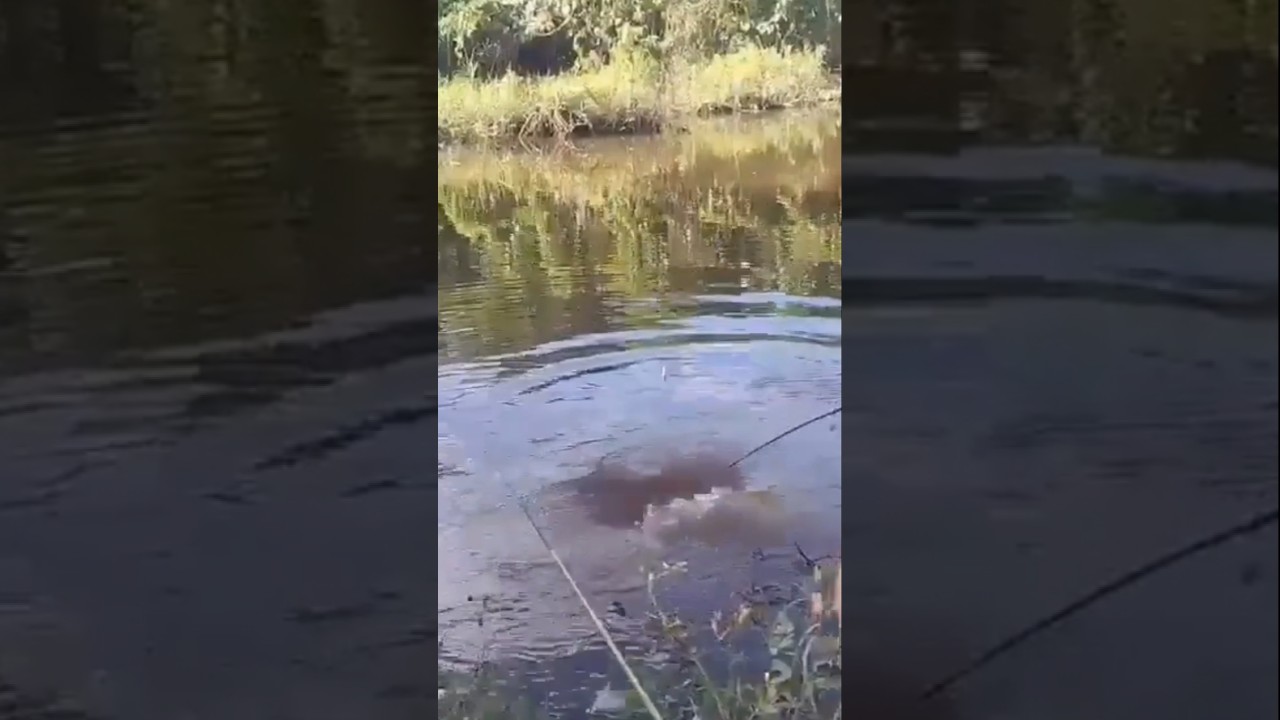 part 1 Sungai Kalimantan Keluarkan Nila Monster! Strike Tak Terlupakan! 👑🐟