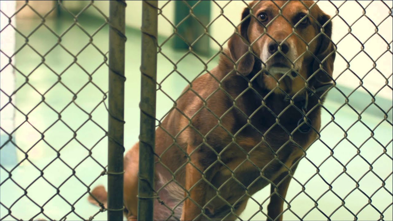 "Role Reverse" for Pasadena Animal Shelter, Bluwave Productions, Houston, TX, Producer: Wes Gunn