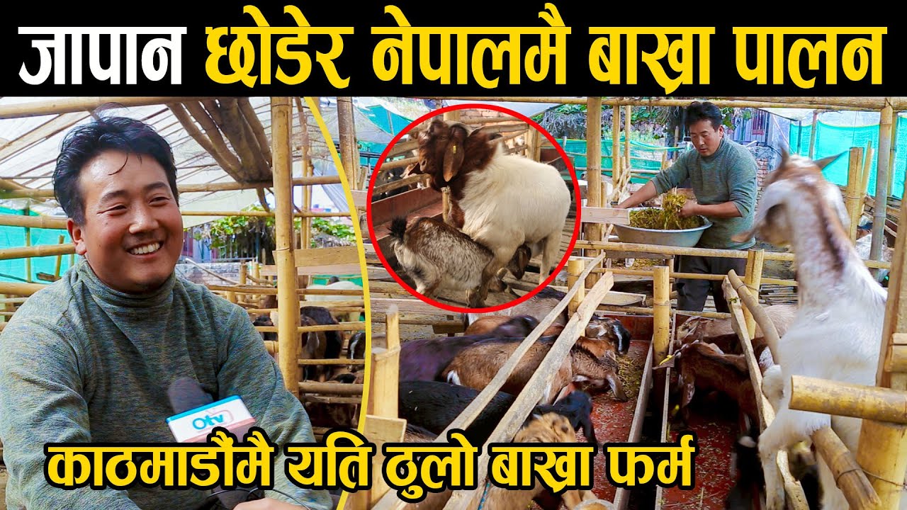 जापान छाडेर बाख्रा पालन होमिएका २८ बर्षिय विजय राईको कथा: ५ लाखको लगानी, लाखौ आम्दानी Goat's Farm