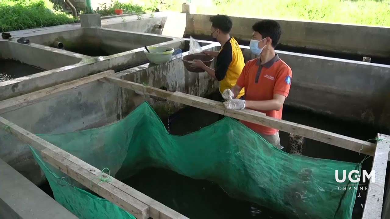 Teknologi Budidaya ikan wader pari (VIDOC) by UGM
