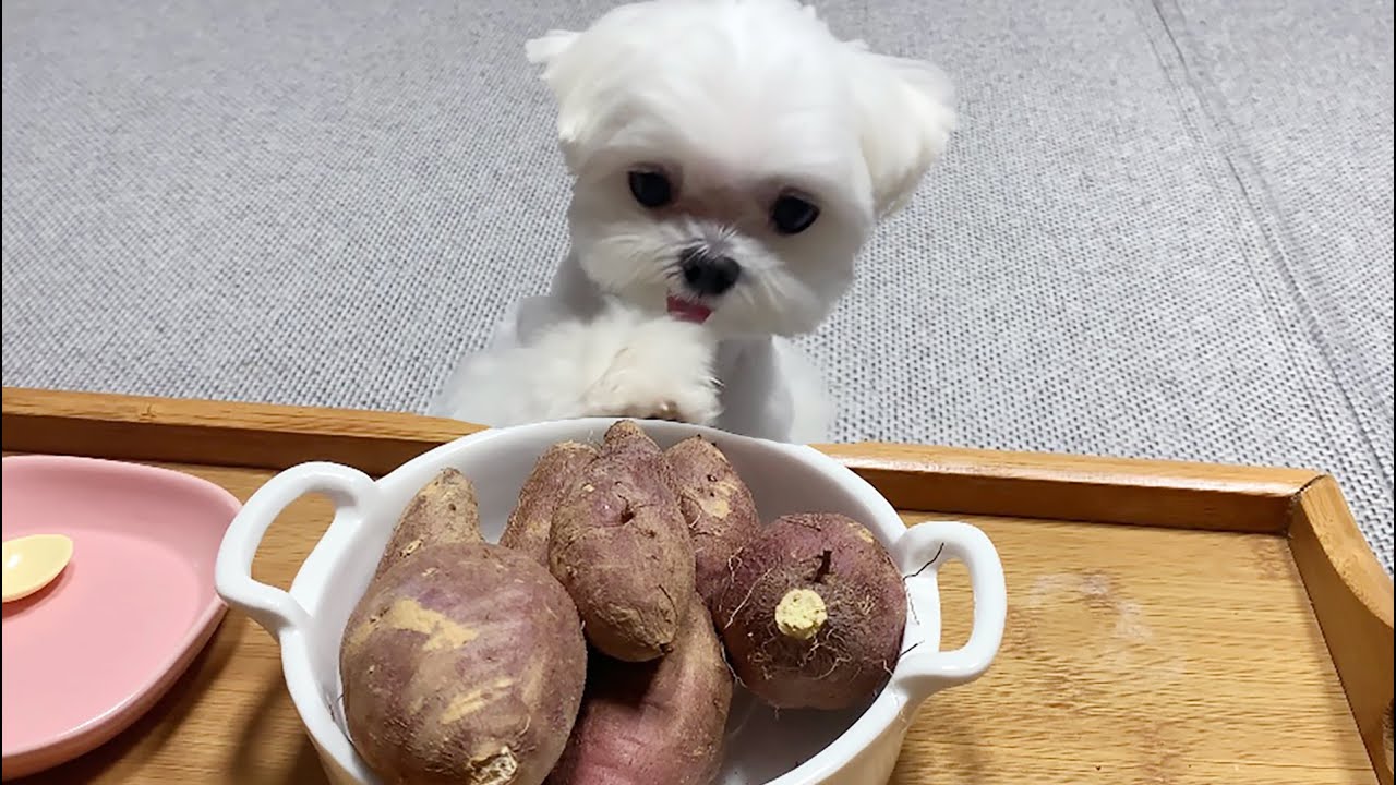 이거 내가 캔 고구마인데 ?