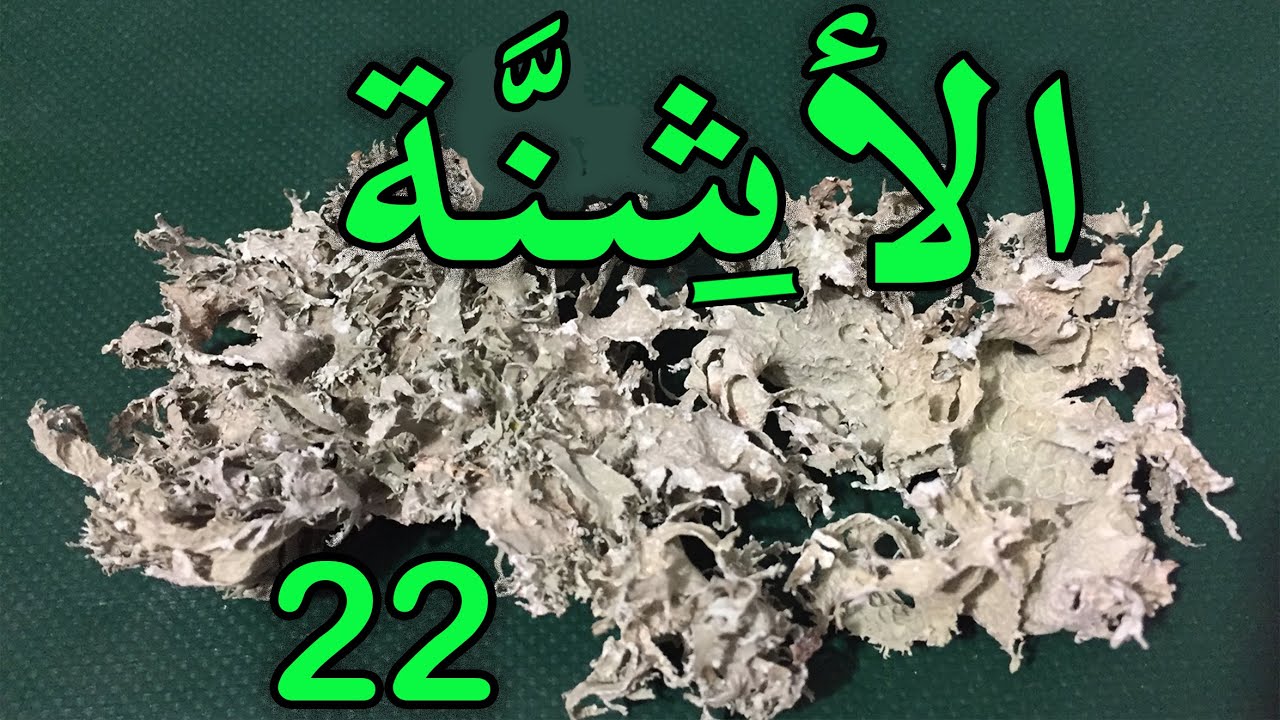 العشبة 22 من السلسلة التعريـفـية بالأعشاب الموجودة في المغرب أشنة