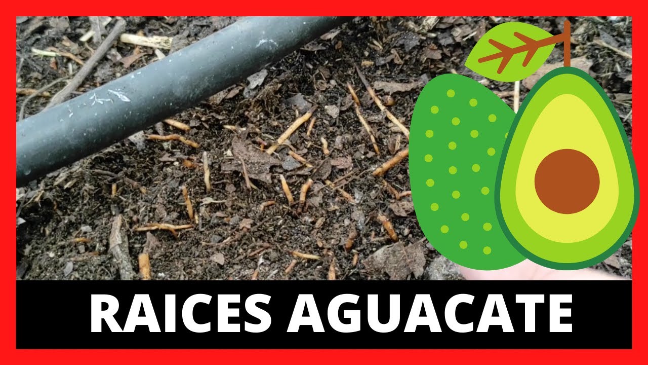 Como es el SISTEMA RADICULAR del aguacate HASS 🥑
