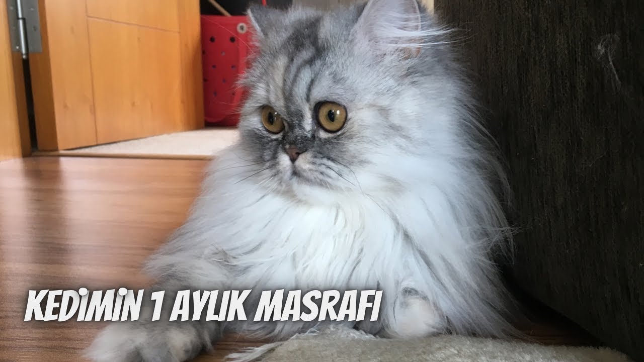 Lola 1 ayda ne kadar para harcıyor⁉️ Kedilerin ortalama aylık masrafı 🐾