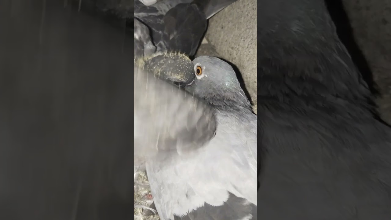 #motherpigeonfeedingbabypigeon