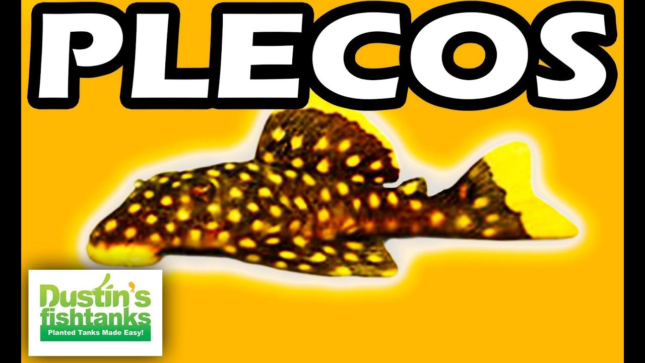 PLECOS - TOP 10 Aquarium PLECO FISH, Bristlenose, Zebra Plecos
