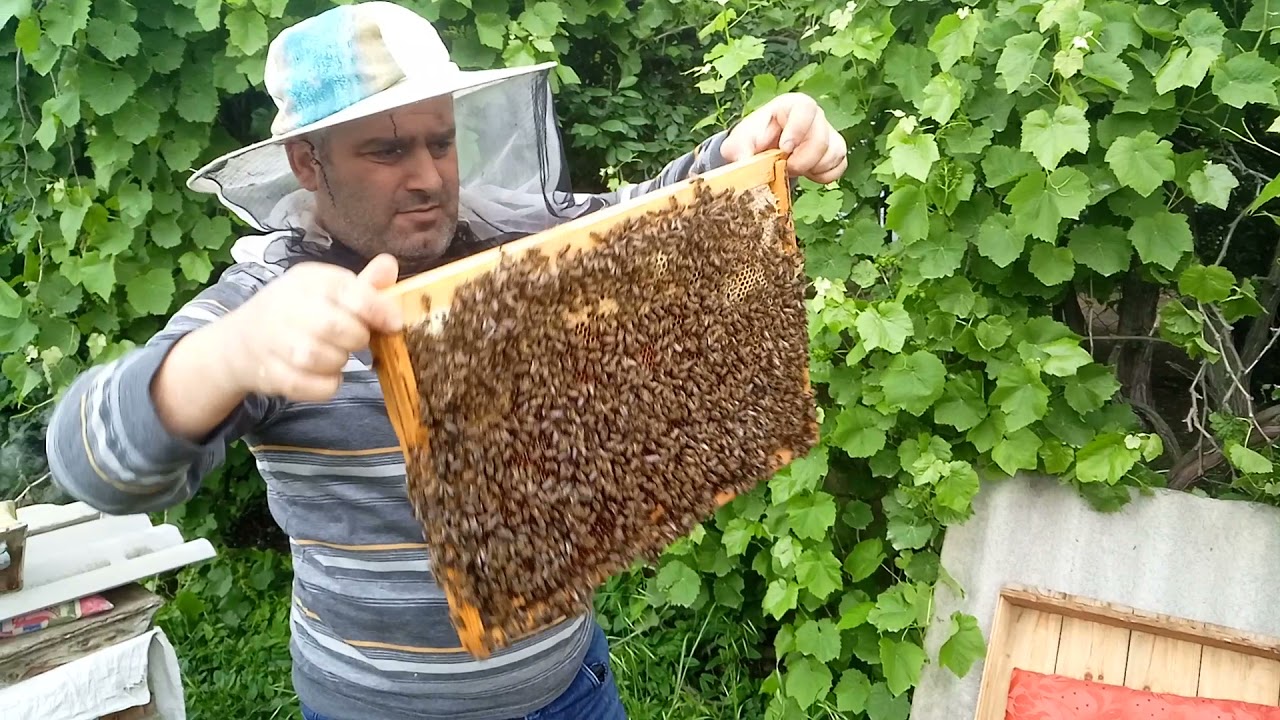 Arı bölmə necə aparılmalıdır?