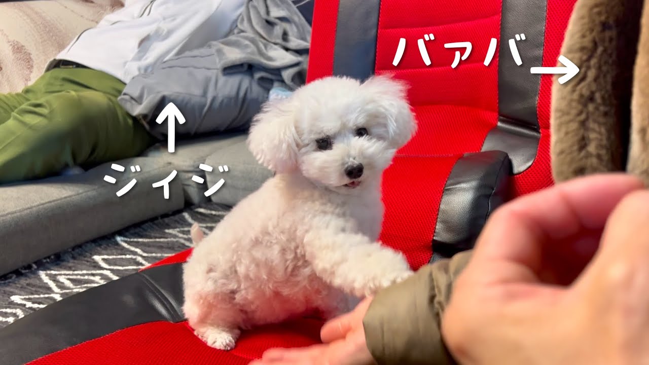 家族大集合！バァバとジィジに大はしゃぎする愛犬。。
