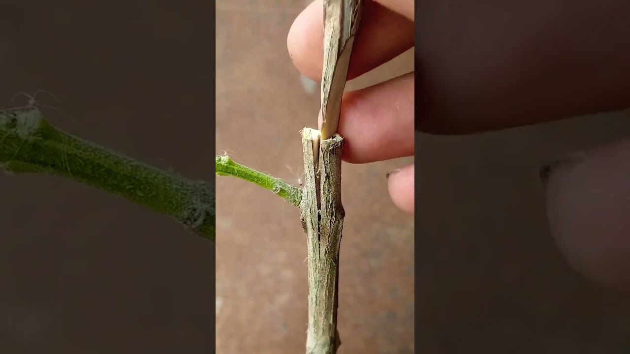 tree Grafting Guava #plants #garden