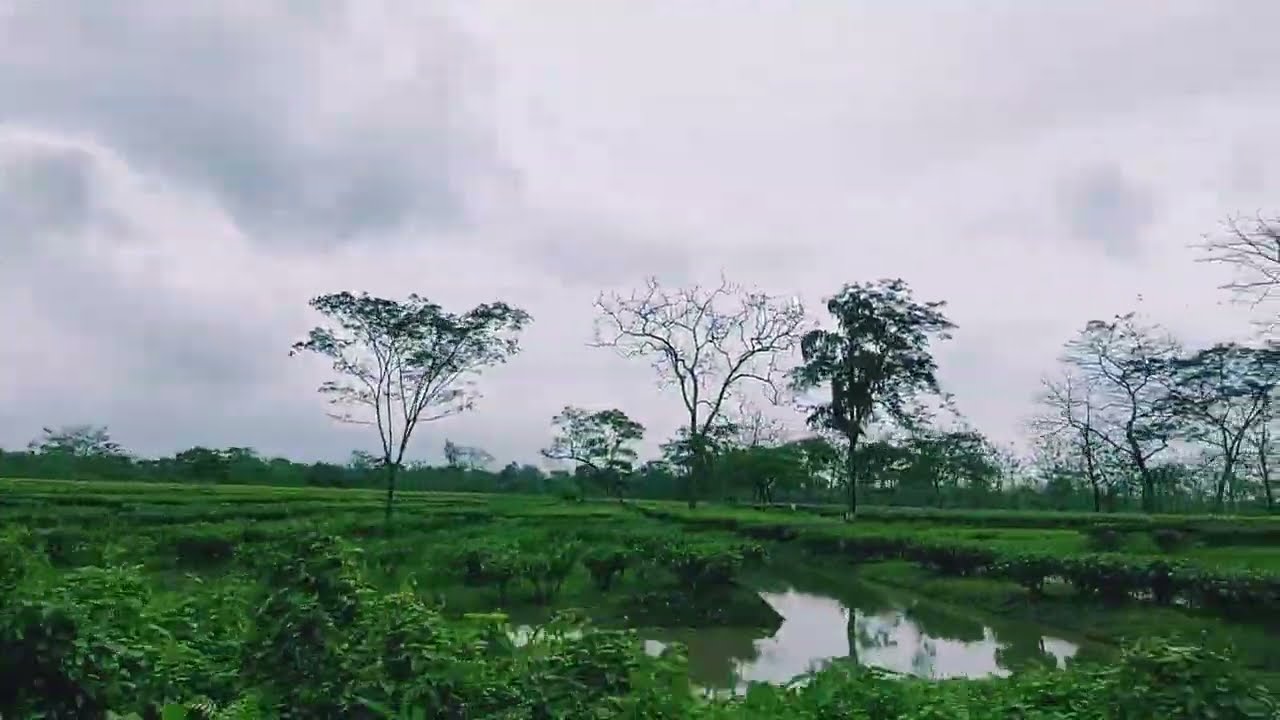 Rainy Day  || Passing Through the Beautiful Tea Garden // Assam // #AssamTea