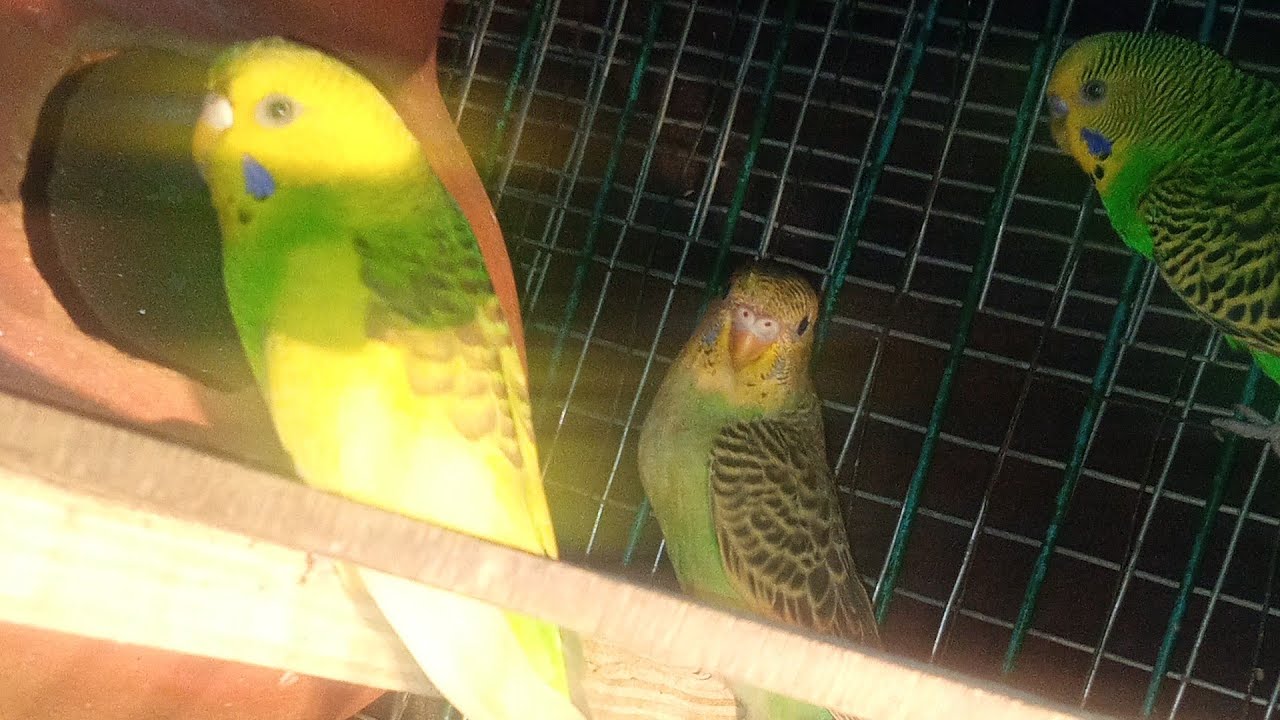 Budgies breeding progress♥️♥️ #birds #breedingpair #budgies 