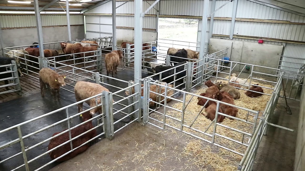 Four-bay suckler shed for part-time farmer