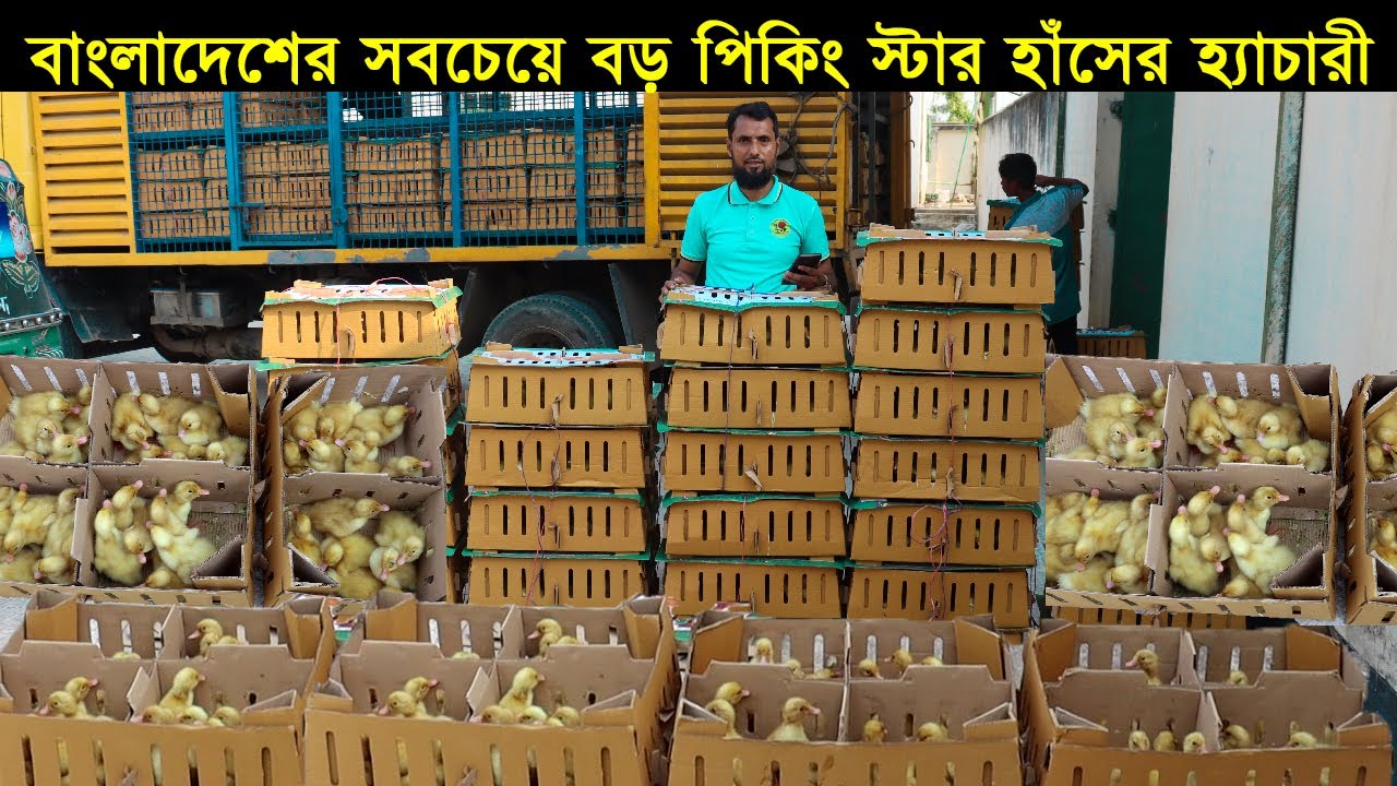 বাংলাদেশের সবচেয়ে বড় পিকিং স্টার হাঁসের হ্যাচারী!যে ভাবে পিকিং হাঁসের বাচ্চা উৎপাদন হয়।Duck