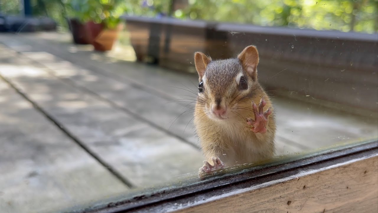 태어나 보니 엄마가 서열 1위 다람쥐