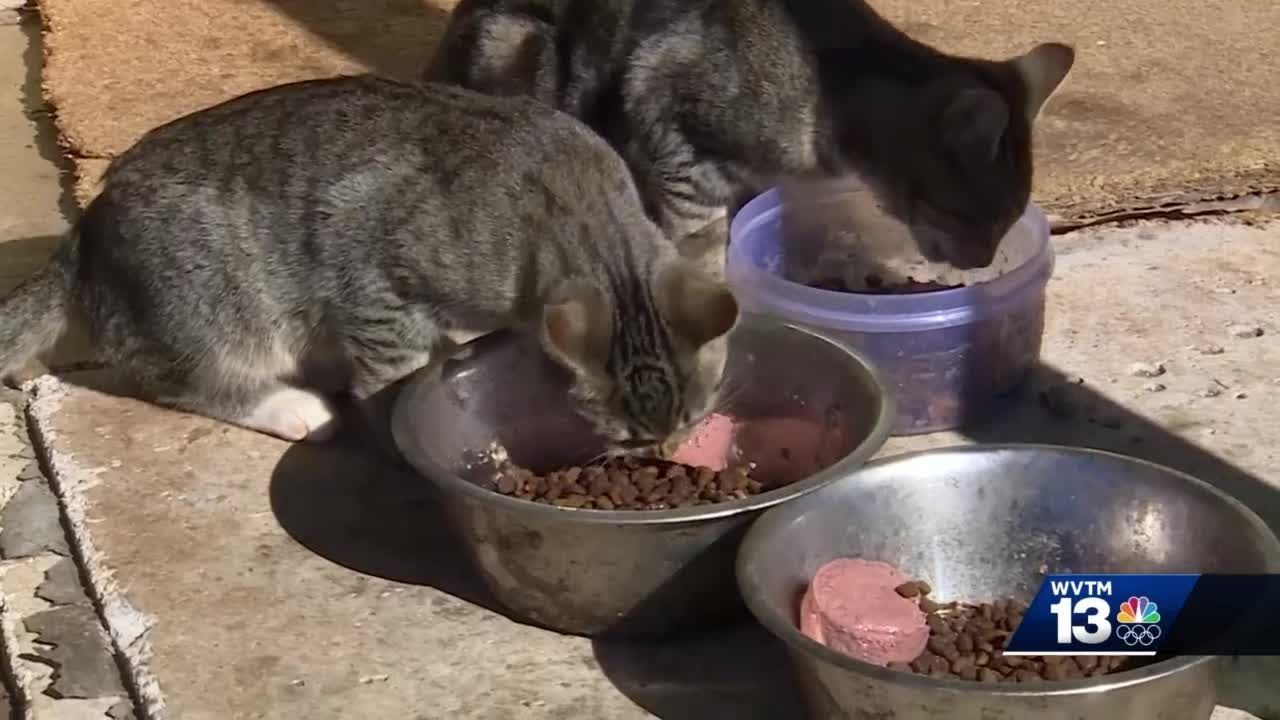 WVTM 13 Chronicle: Bessemer man known as 'Black Noah' saving one animal at a time