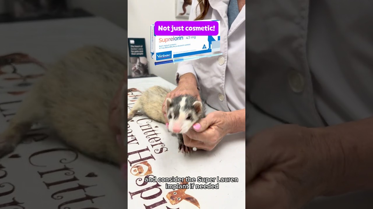 У вашего хорька заболевание надпочечников? 