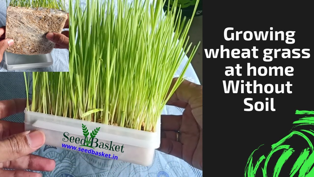 8 Days to Wheatgrass Microgreens Growing Mastery Without Soil