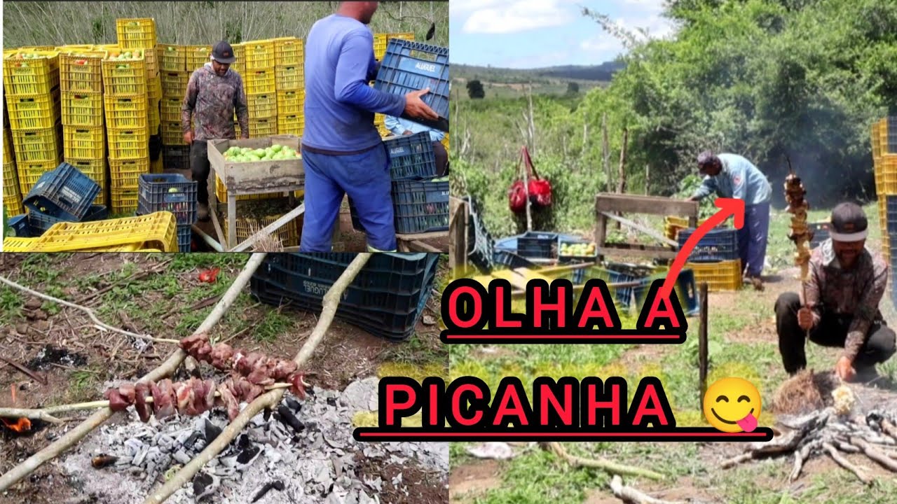 PICANHA APARECEU 😂😂😂😂Dia da colheita.30 de dezembro de 2025