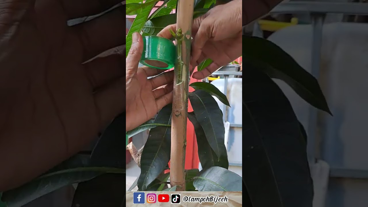 Sambung Sisip Mangga #shorts