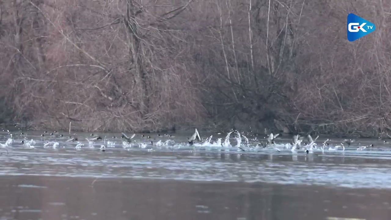 Asian Water Birds Census begins across 27 different wetlands of Kashmir