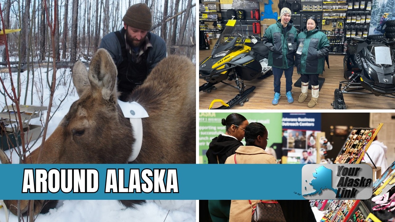 AROUND ALASKA: Moose research, free jackets, and Black Business Expo!