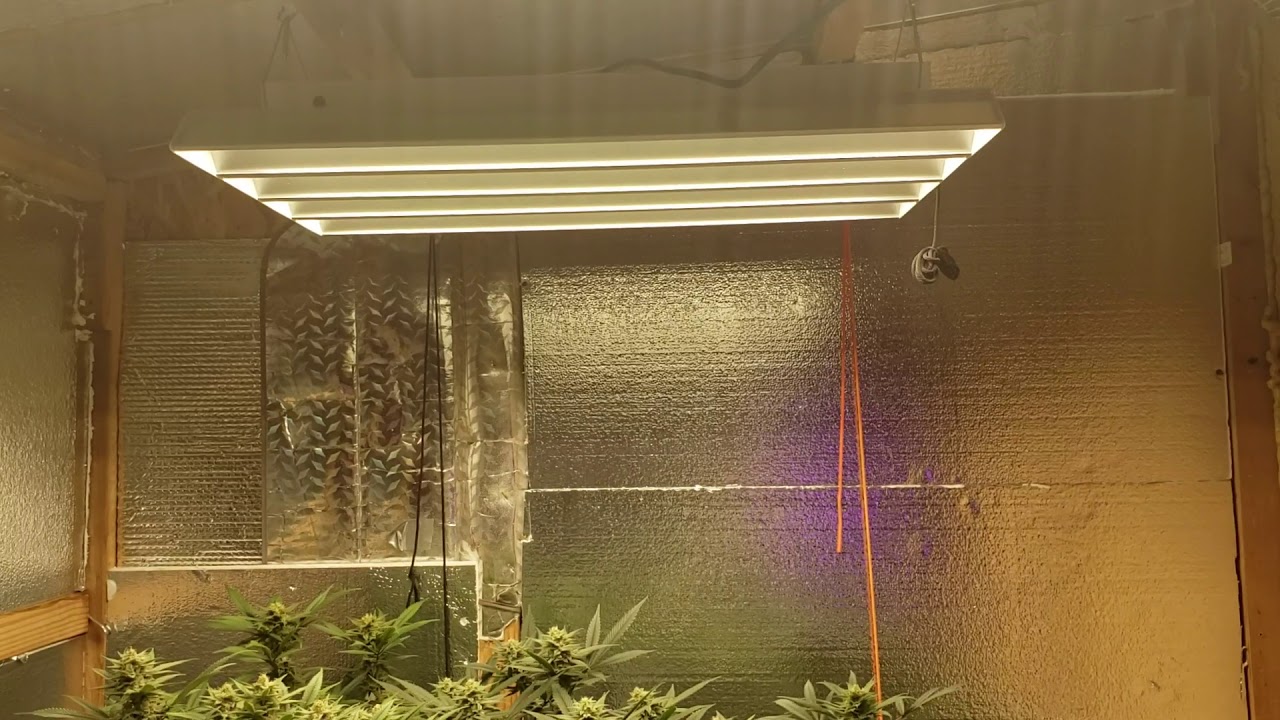 Crecer pantherx led grow 4 weeks done