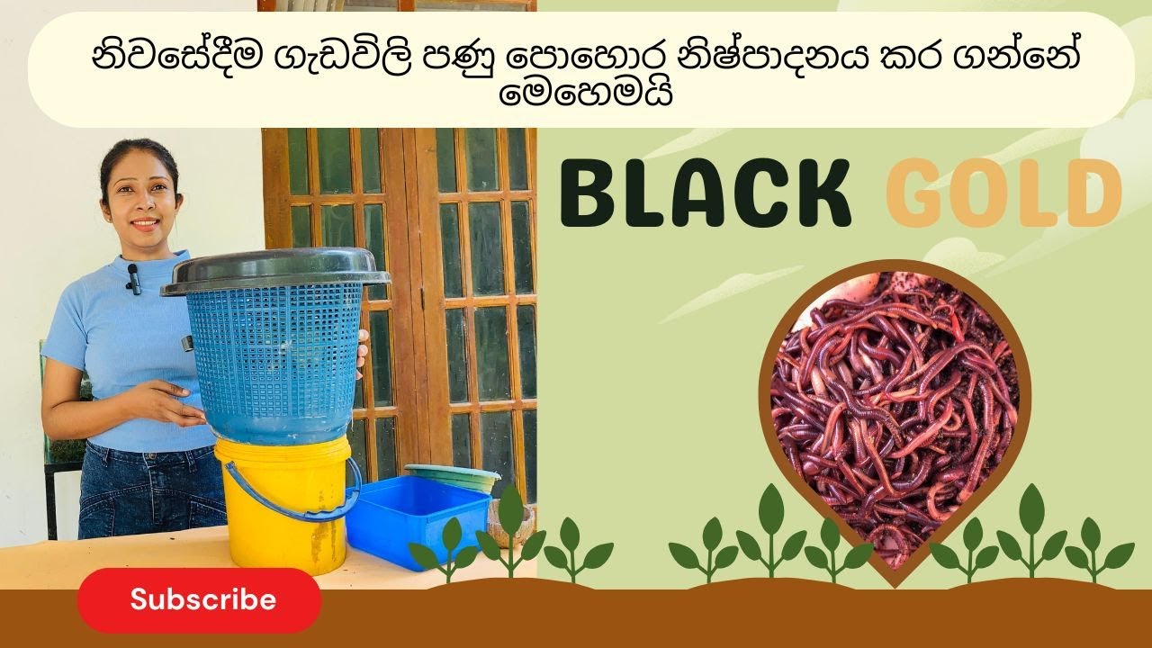 Worm composting: How to make vermicompost in sinhala 2025/ අඩු ඉඩක ගැඩවිලි පණු පොහොර නිෂ්පාදනය කරමු
