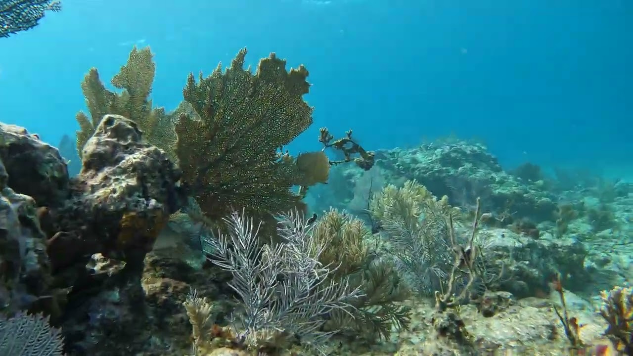 Elbow Reef Key Largo 2