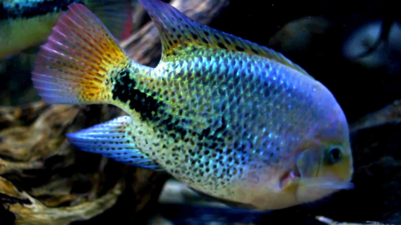Vieja Tank