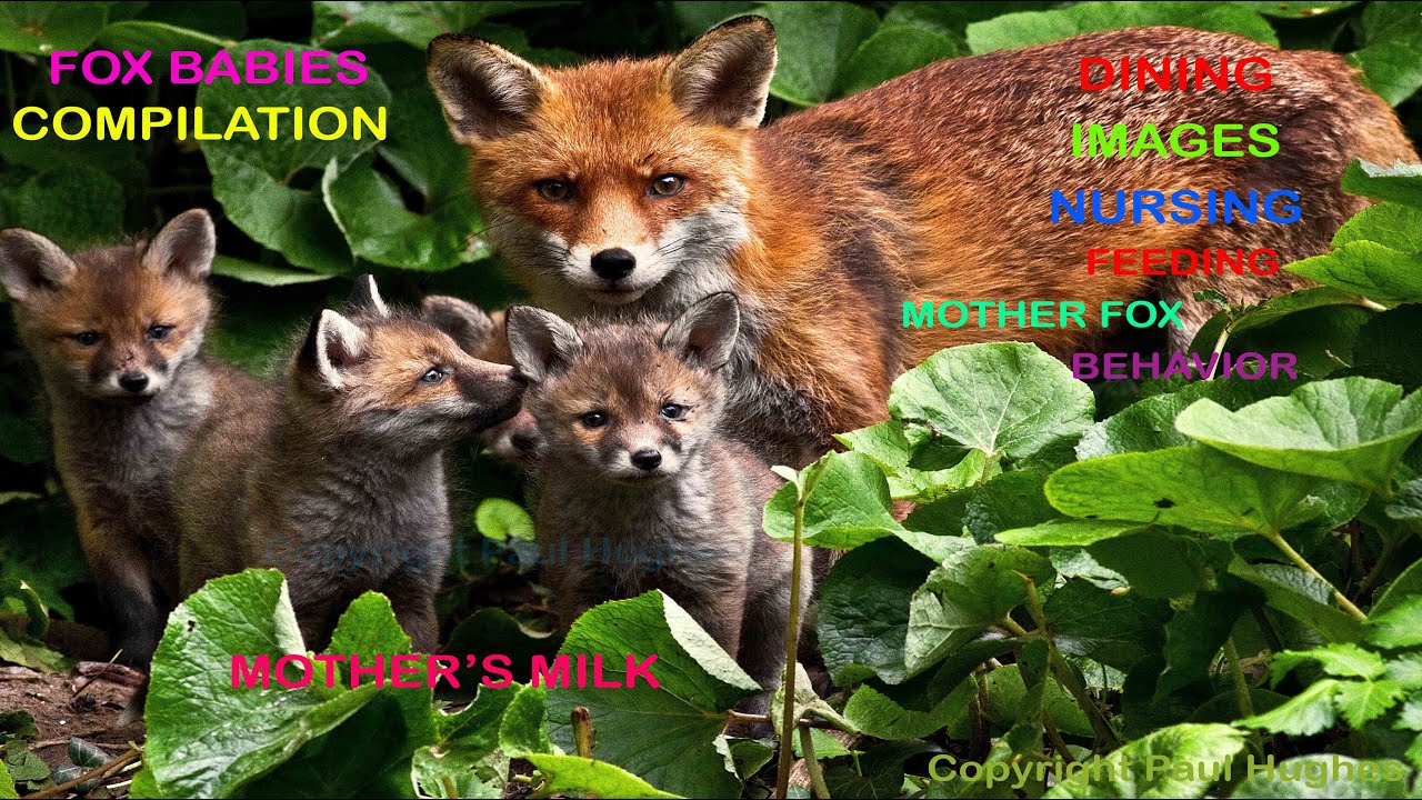 A mother fox supplements her cub's diet and food intake by providing her nursing milk dinner meals!