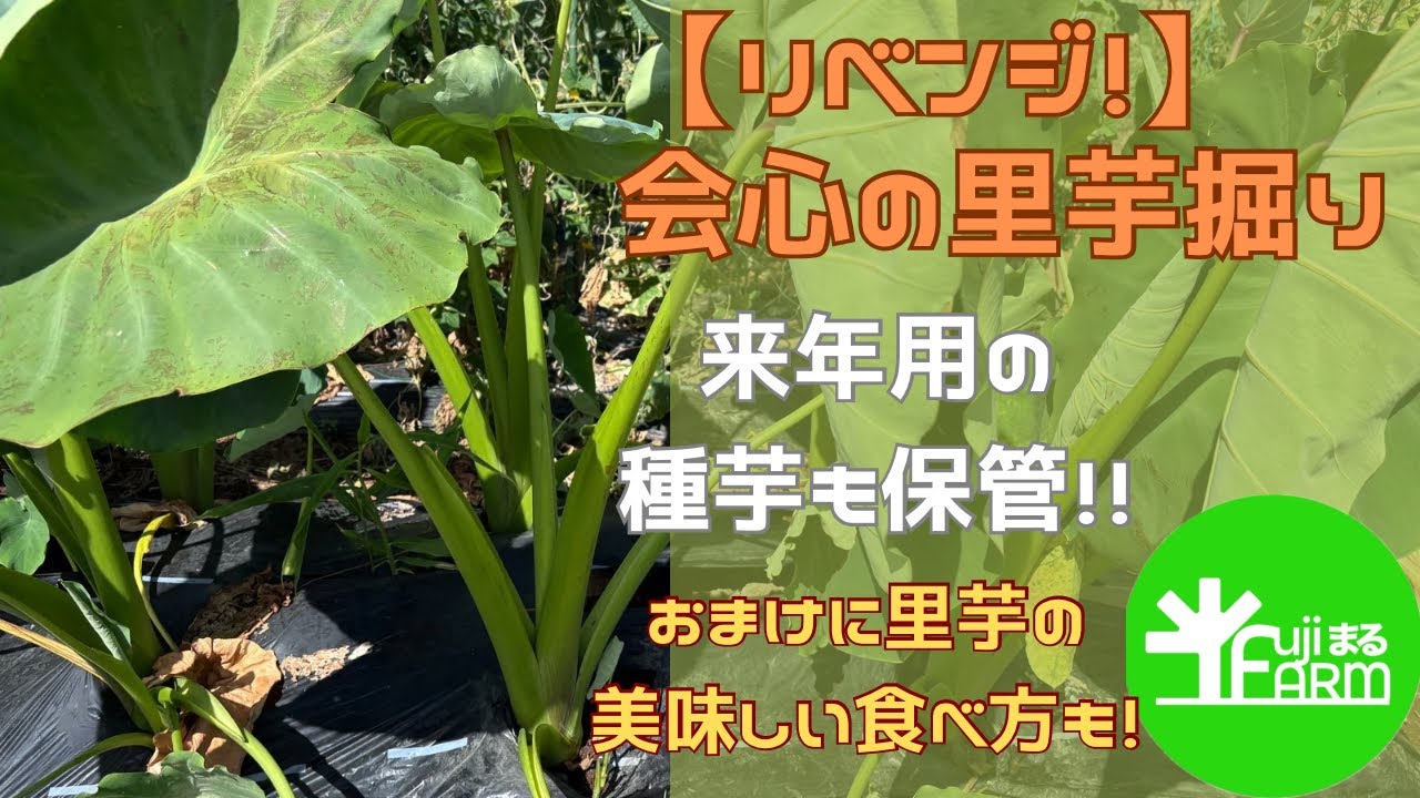 【リベンジ！！】里芋収穫25