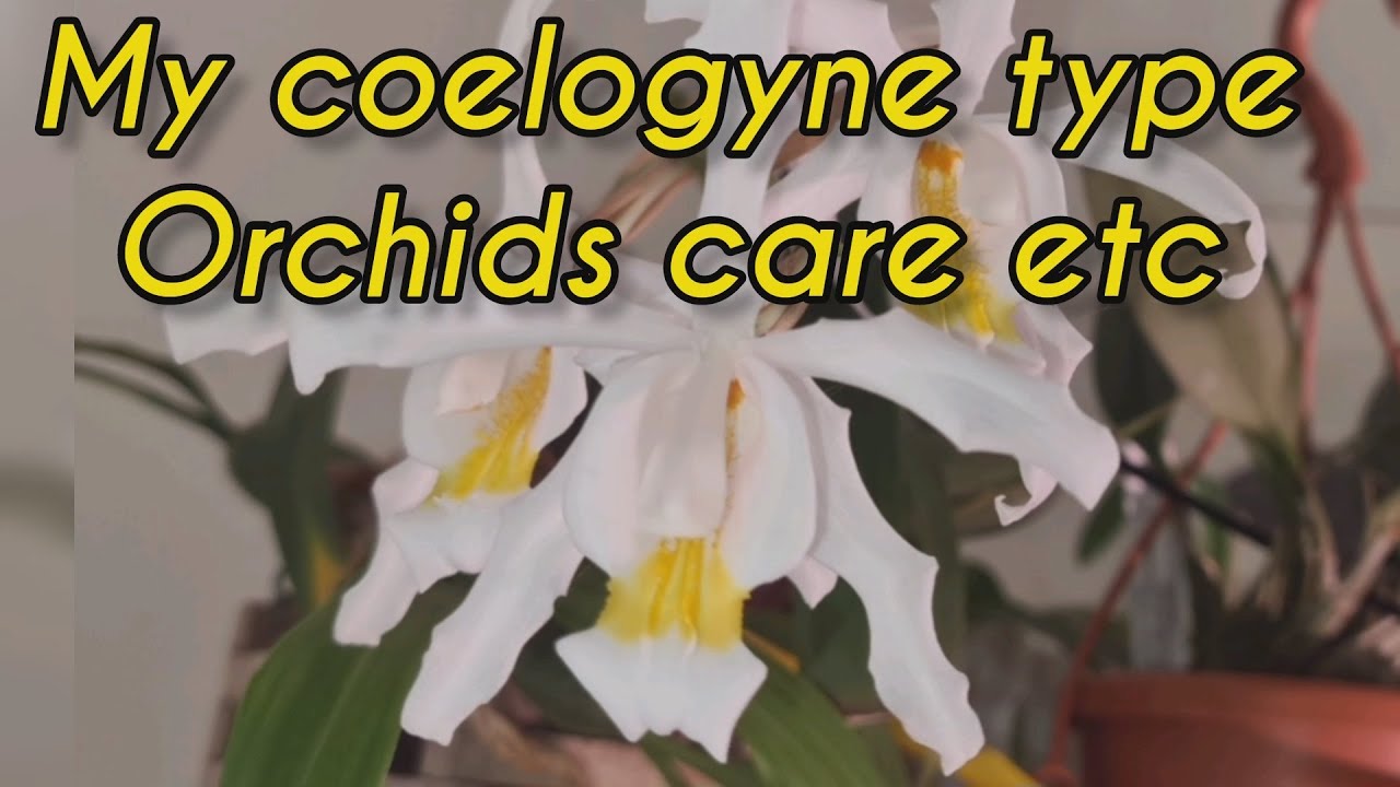 My coelogyne type orchids blooms and care