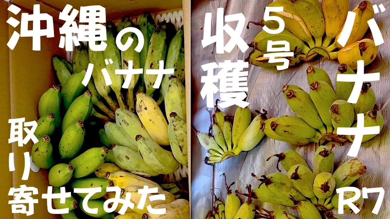 令和7年12月15日5号バナナ収穫と沖縄のバナナ取り寄せてみた　鉢植え　ドワーフナムワ