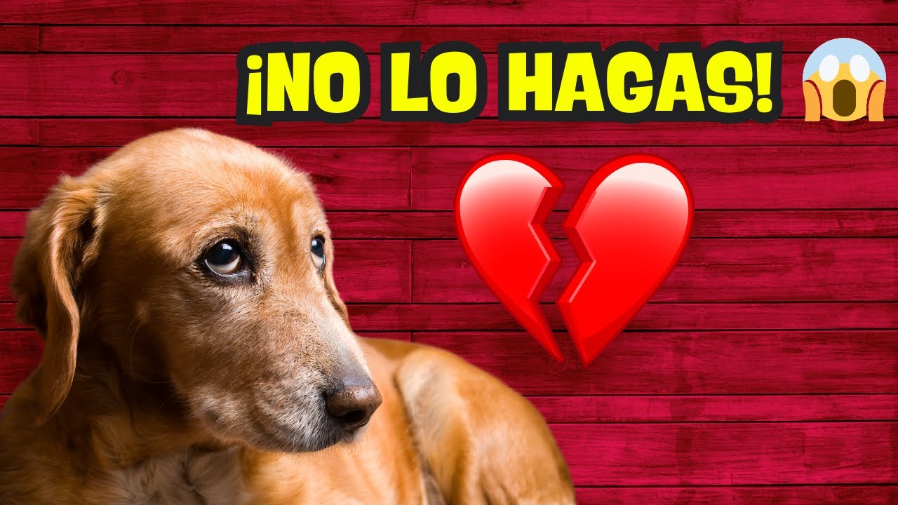 Errores Que Estás Cometiendo con Tu Perro y Cómo Arreglarlos Hoy