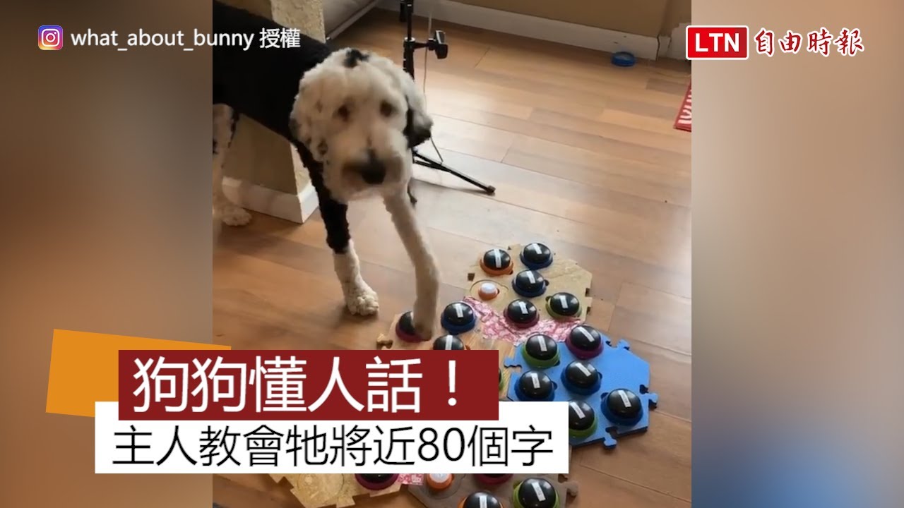 「帶我去散步！」 狗狗用按鈕跟主人「對話」