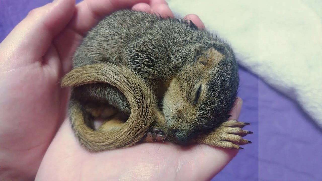 What to do if you find a Baby Squirrel