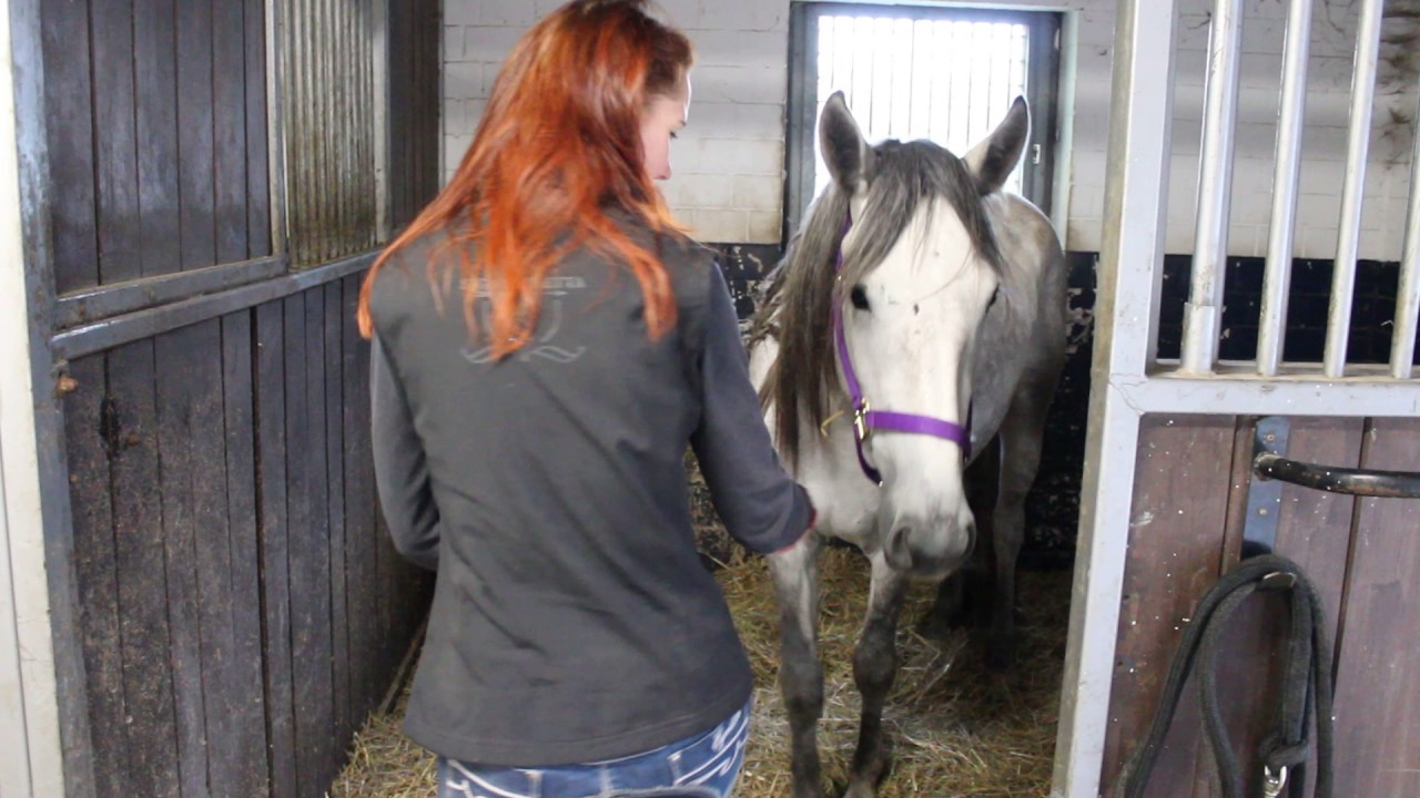 Mustang Makeover - 90 Tage mit einem Mustang (1)