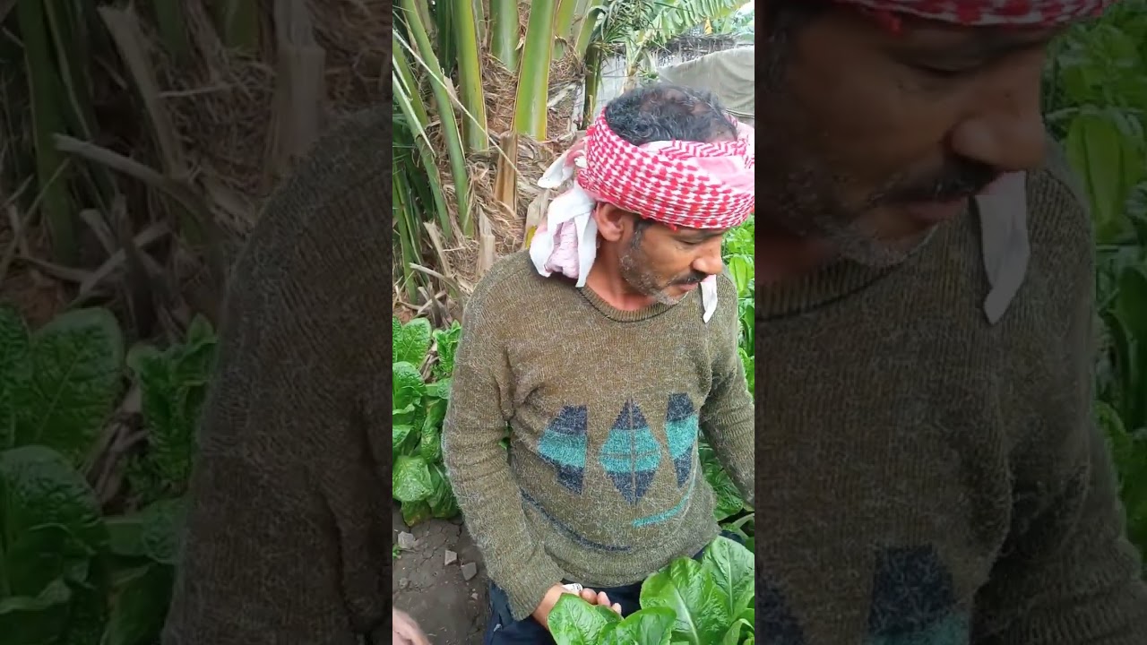 الحاج وحوح عنده شوية خص تعبانين ونصب على عمرو فيهم شوف حصل ايه ههههههههه