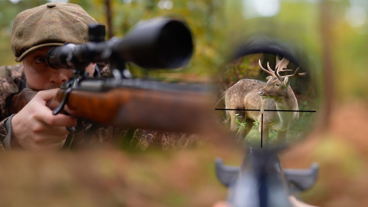 HUNTING DEER IN THE FOREST | Stalking Fallow Deer | Nathan Little | The Shoot | Film Preview