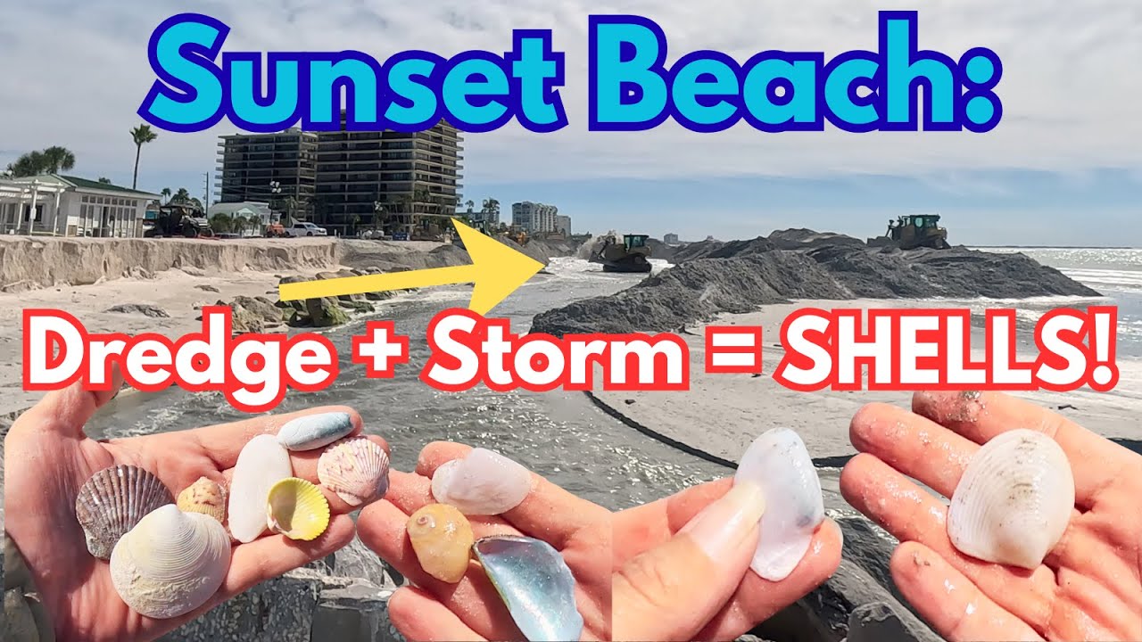 EPIC SHELLING at Sunset Beach - Dredging + Storm conditions brought in LOADS of shells!