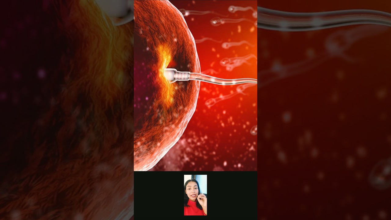 Secondary oocyte vs ovum #shorts #shortsfeed #youtubeshorts #neet #biology #cbse12thbiology