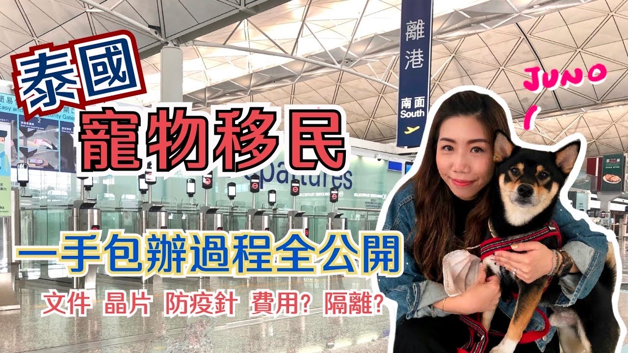 ✈️寵物移民泰國教學 | 🦊柴犬Juno移民過程 | 📑一手一腳包辦出入境經歷 | 準備事項？⚠️注意事項 ✅公開所需文件，費用，預防針機位安排【中字/CC字幕 】#寵物移民 #泰國移民