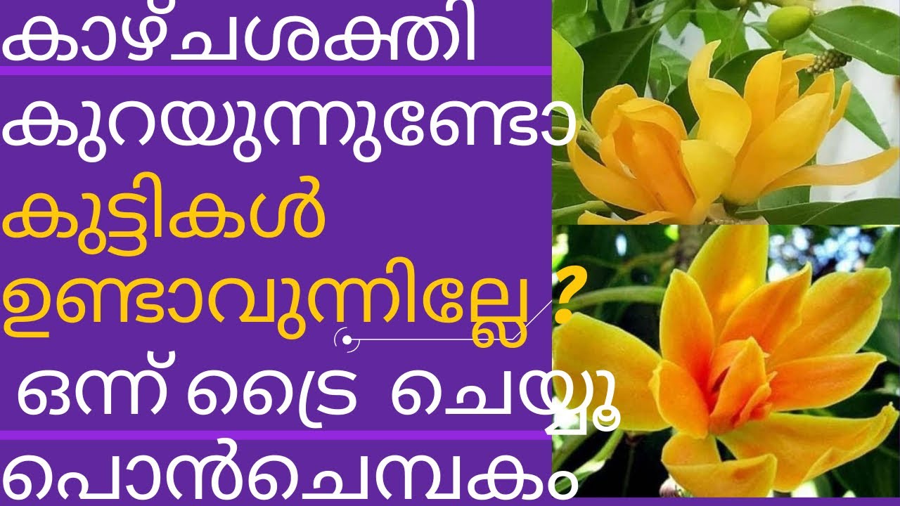 Magnolia Champaca /സ്വർണ ചെമ്പകം /പൊൻ ചെമ്പകം / Chembakam /Golden champak /Michelia Champaca